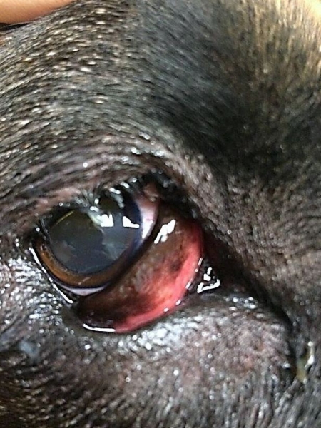 bolezni glaz u krolikov prichiny simptomy i lechenie a073feb Хвороби очей у кроликів: причини, симптоми і лікування