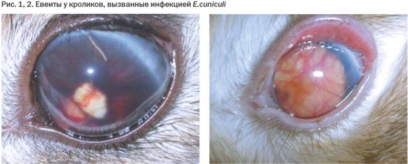 bolezni glaz u krolikov prichiny simptomy i lechenie e81b6da Хвороби очей у кроликів: причини, симптоми і лікування