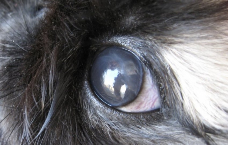 bolezni glaz u krolikov prichiny simptomy i lechenie f73084b Хвороби очей у кроликів: причини, симптоми і лікування