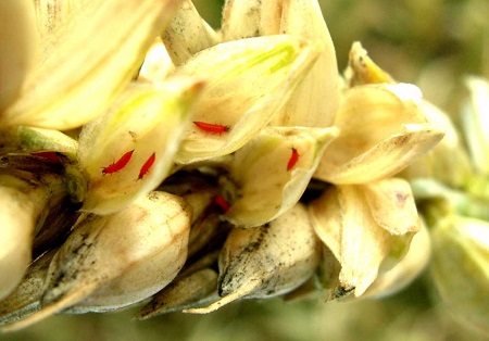 c348f37592f8c0c0f14308b65bef3860 Пшеничний трипс ( 10 фото ): поріг шкідливості на озимій пшениці, заходи боротьби, особливості розвитку личинок