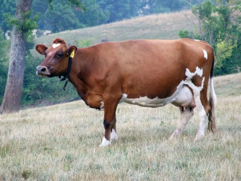 mjaso molochnye porody korov soderzhanie i produktivnost 2dec5ef Мясо молочні породи корів: зміст і продуктивність