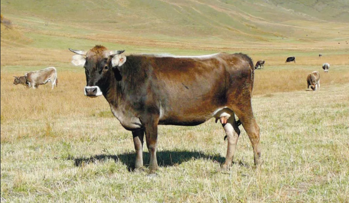 mjaso molochnye porody korov soderzhanie i produktivnost 5d42979 Мясо молочні породи корів: зміст і продуктивність