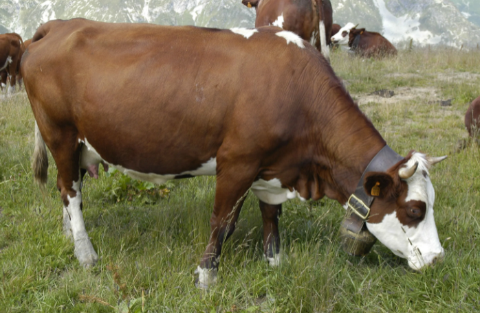 mjaso molochnye porody korov soderzhanie i produktivnost 5dd6824 Мясо молочні породи корів: зміст і продуктивність