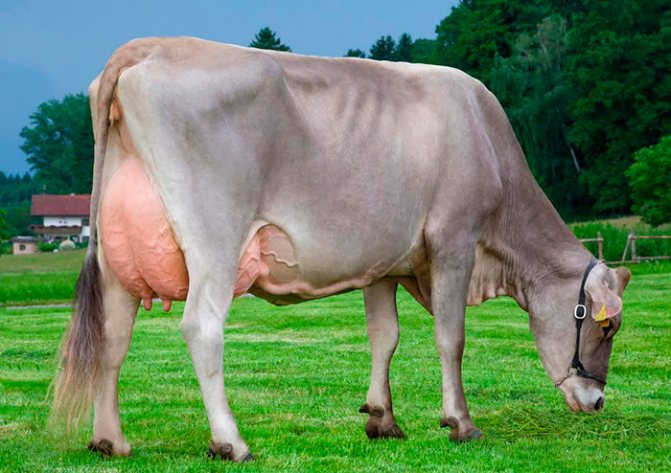 mjaso molochnye porody korov soderzhanie i produktivnost 75d3079 Мясо молочні породи корів: зміст і продуктивність