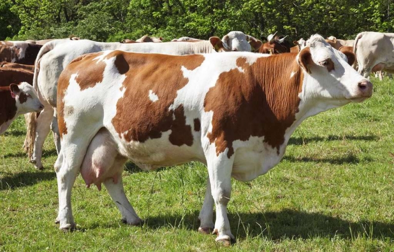 mjaso molochnye porody korov soderzhanie i produktivnost 8630c60 Мясо молочні породи корів: зміст і продуктивність