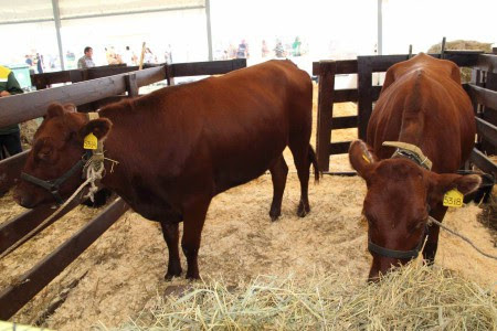 mjaso molochnye porody korov soderzhanie i produktivnost abd622b Мясо молочні породи корів: зміст і продуктивність