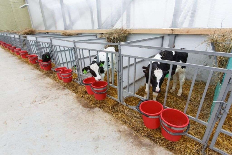 mjaso molochnye porody korov soderzhanie i produktivnost be59d35 Мясо молочні породи корів: зміст і продуктивність