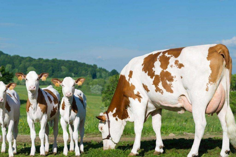 mjaso molochnye porody korov soderzhanie i produktivnost ccae8ab Мясо молочні породи корів: зміст і продуктивність