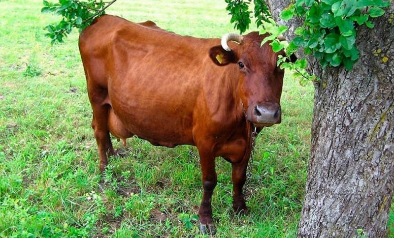 mjaso molochnye porody korov soderzhanie i produktivnost d10397e Мясо молочні породи корів: зміст і продуктивність