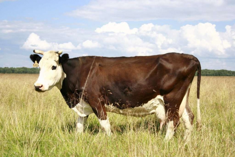 mjaso molochnye porody korov soderzhanie i produktivnost f8dc7d6 Мясо молочні породи корів: зміст і продуктивність