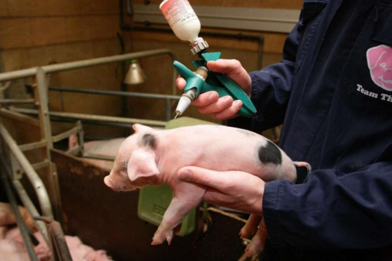 stimuljator rosta dlja svinej vidy instrukcija po primeneniju 825a626 Стимулятор росту для свиней: види, інструкція по застосуванню