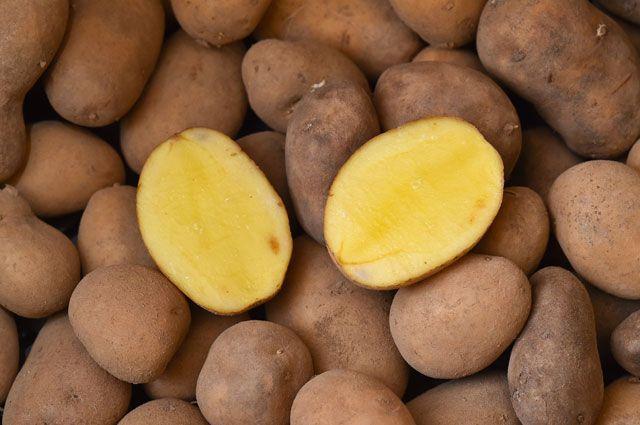 08036c614de6970319d51cc7d16f9217 Нематода картоплі (25 фото): опис і лікування картопляної золотистої нематоди і інших видів хвороби, ознаки ураження