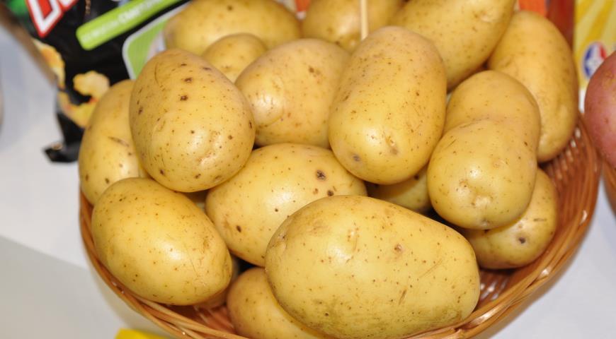 0986ccab2ef5a4ad3525588a589f5f2d Нематода картоплі (25 фото): опис і лікування картопляної золотистої нематоди і інших видів хвороби, ознаки ураження