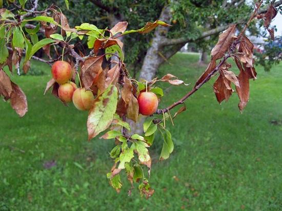 0c729a0a0fedcc62caee9c6821c47788 Моніліоз яблуні ( 16 фото ): лікування плодової гнилі влітку і навесні, опис моніліального опіку на яблуках і огляд засобів від хвороби