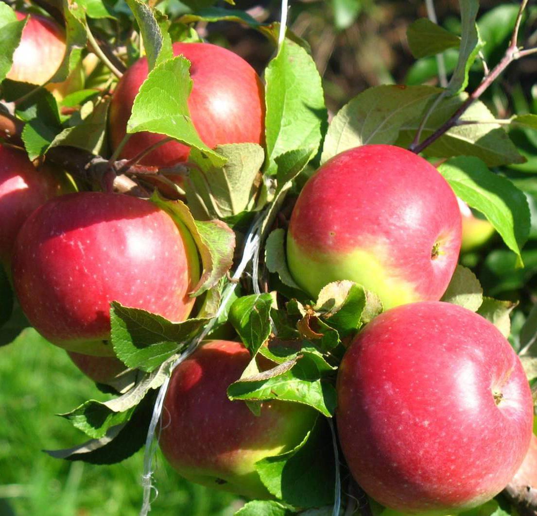 415edd0e0f5d6aa47e1523c12d0b2e45 Моніліоз яблуні ( 16 фото ): лікування плодової гнилі влітку і навесні, опис моніліального опіку на яблуках і огляд засобів від хвороби