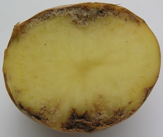 6e1eadb00841166a061ce44b65eb977a Нематода картоплі (25 фото): опис і лікування картопляної золотистої нематоди і інших видів хвороби, ознаки ураження