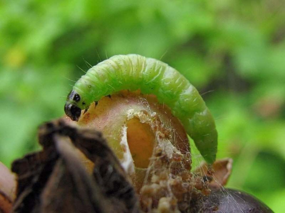 6ebd12bb5ae319b73413c4eb17c5131d Гусениці на агрус: як боротися, якщо вони обїли листя? Що робити з зеленими шкідниками всередині ягід? Народні та інші засоби