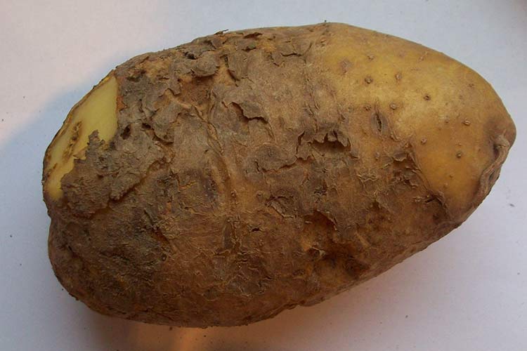9bc66bc010cddae7f085f4780fc3e222 Нематода картоплі (25 фото): опис і лікування картопляної золотистої нематоди і інших видів хвороби, ознаки ураження