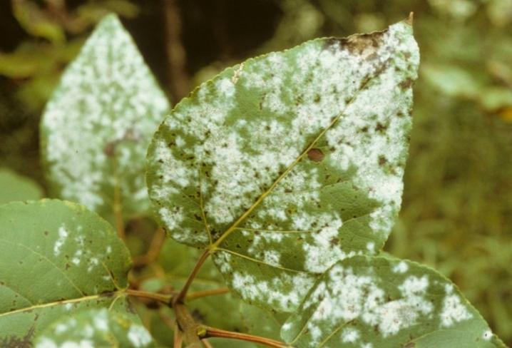 d7e12c41302573a84bffc2242f4bfd21 Хвороби і шкідники черемухи ( 16 фото ): способи лікування. Шкідники на листках і боротьба з ними. Чим обробити від комах і павутини?