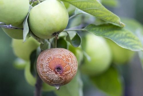 db5a0b937c494db9149da80d08b6fe54 Моніліоз яблуні ( 16 фото ): лікування плодової гнилі влітку і навесні, опис моніліального опіку на яблуках і огляд засобів від хвороби