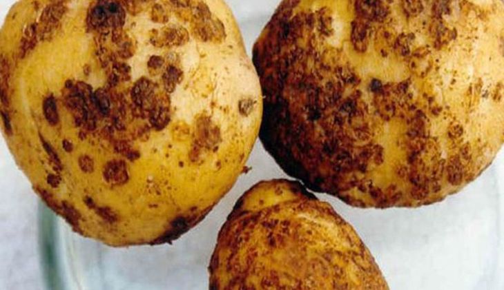 e235b58d2533e5b42a924f8d61d4d674 Нематода картоплі (25 фото): опис і лікування картопляної золотистої нематоди і інших видів хвороби, ознаки ураження