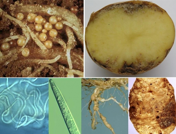f7ed227c74d0f39cf44fc709d996b57d Нематода картоплі (25 фото): опис і лікування картопляної золотистої нематоди і інших видів хвороби, ознаки ураження